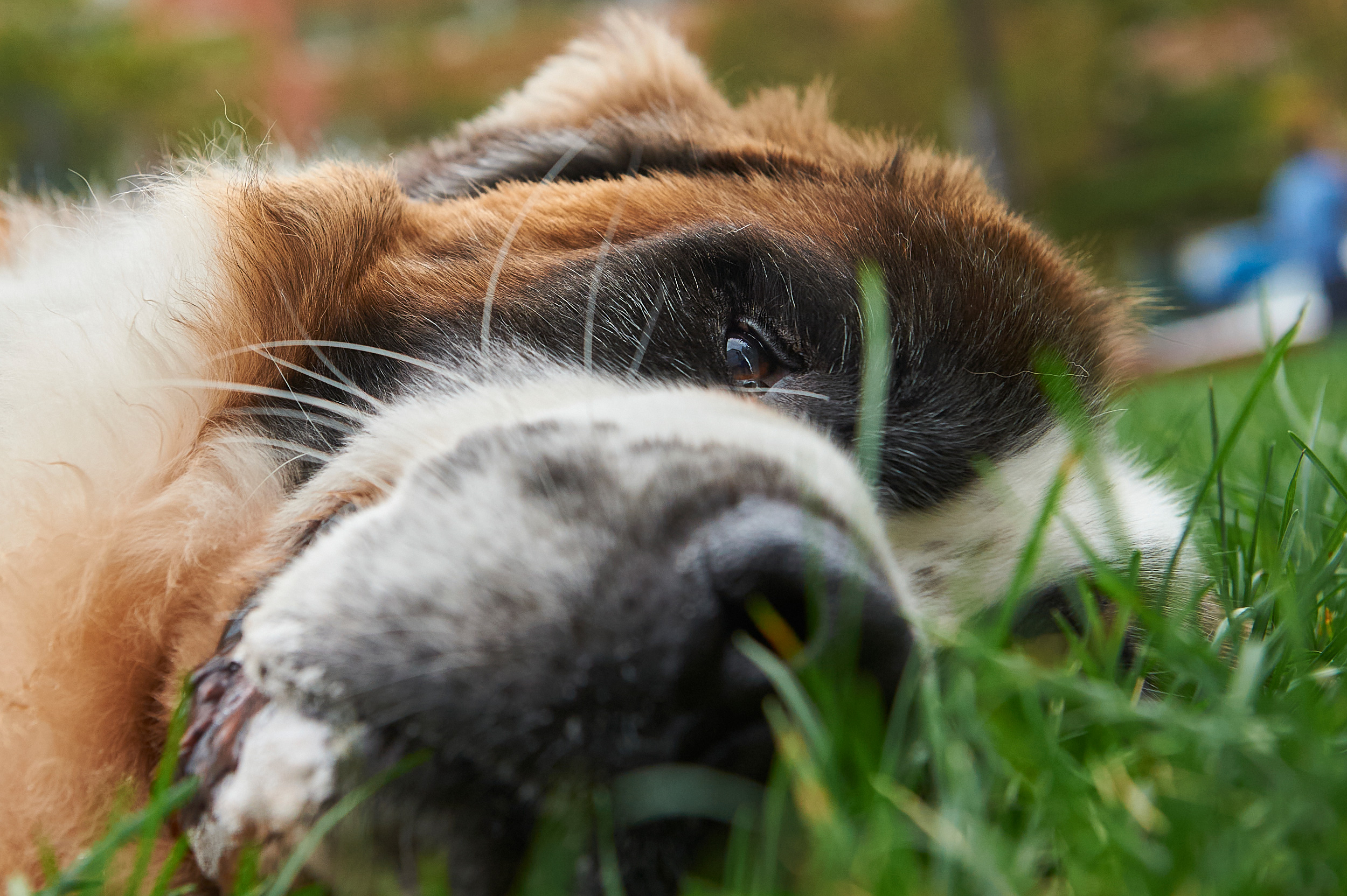 ewc_DogsPDF_1459